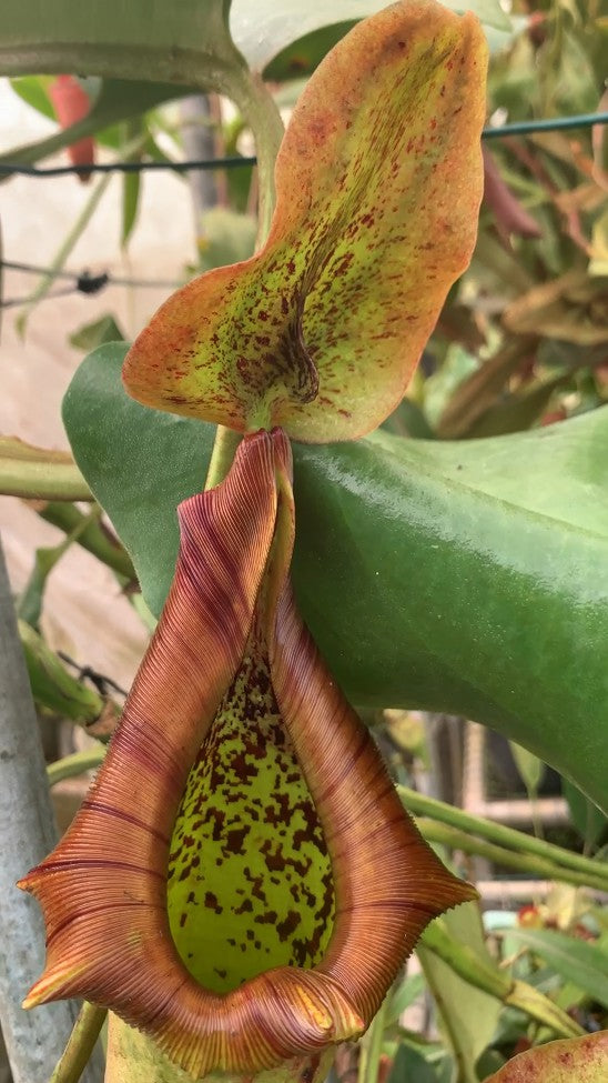 N. truncata – Pasian Highland: BE-3203
