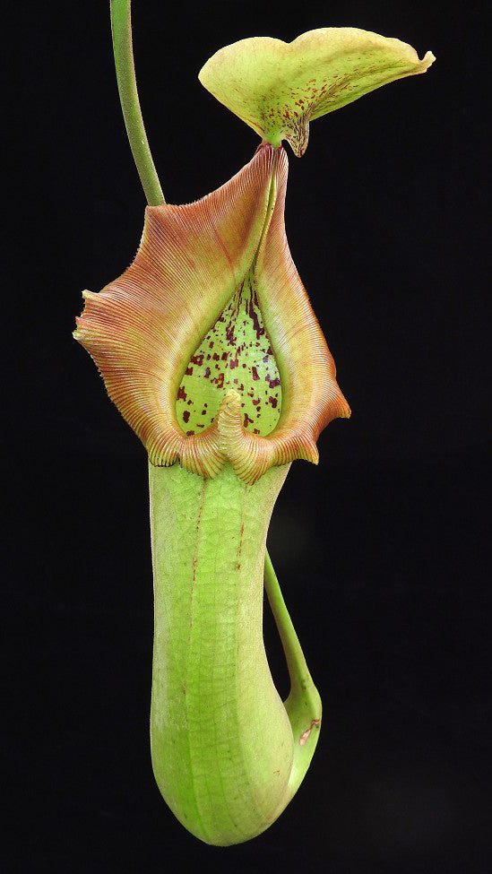 N. truncata – Pasian Highland: BE-3203