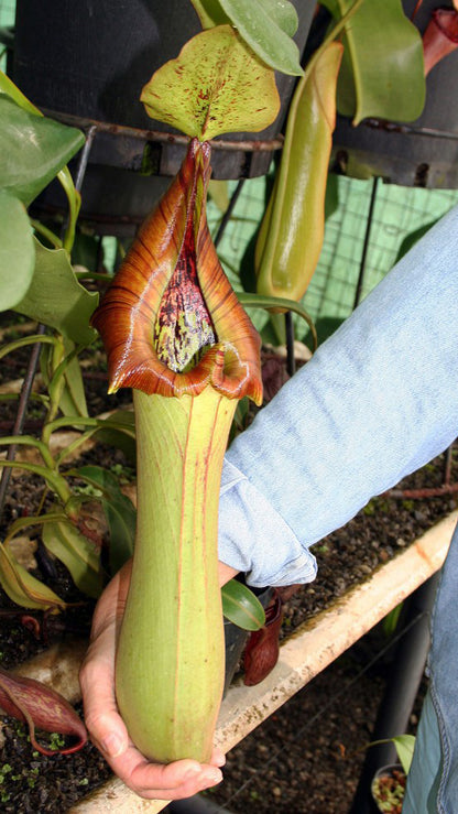 N. truncata – Pasian Highland: BE-3203
