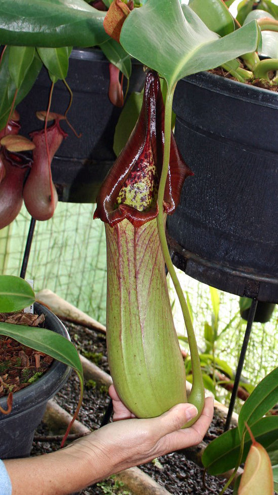 N. truncata – Pasian Highland: BE-3203