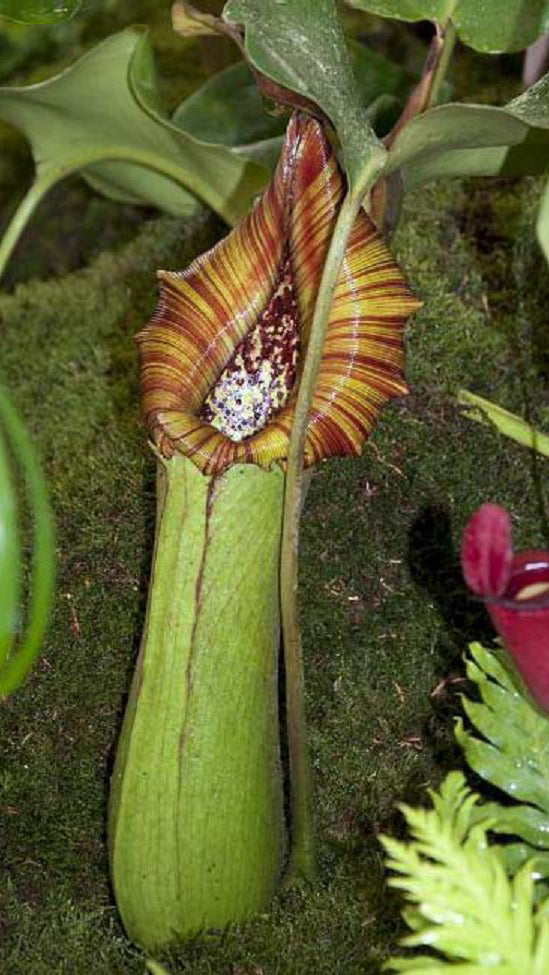 N. truncata – Pasian Highland: BE-3203