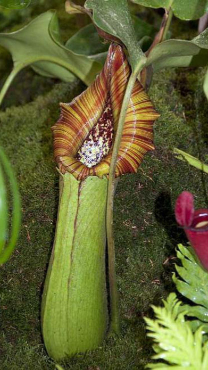 N. truncata – Pasian Highland: BE-3203
