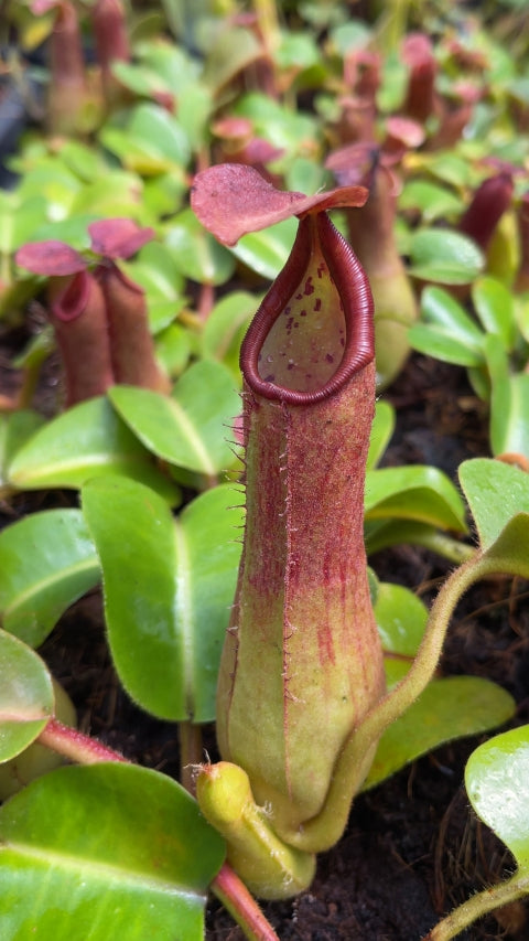 N. truncata – Pasian Highland: BE-3203