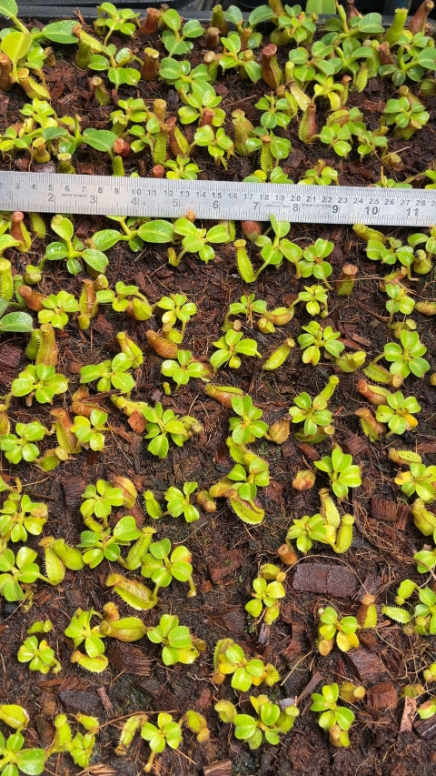 N. truncata – Pasian Highland: BE-3203