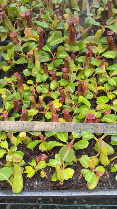 N. truncata – Pasian Highland: BE-3203