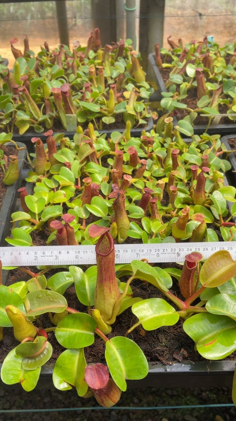 N. truncata – Pasian Highland: BE-3203