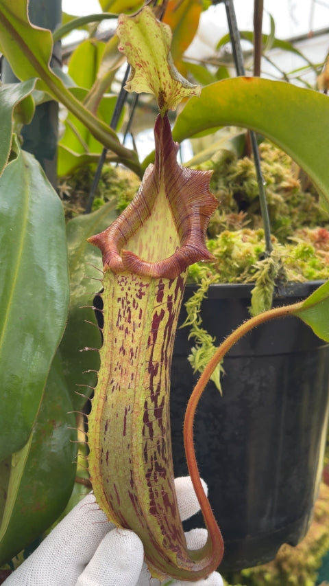 N. veitchii x platychila – selected clones: BE-3213