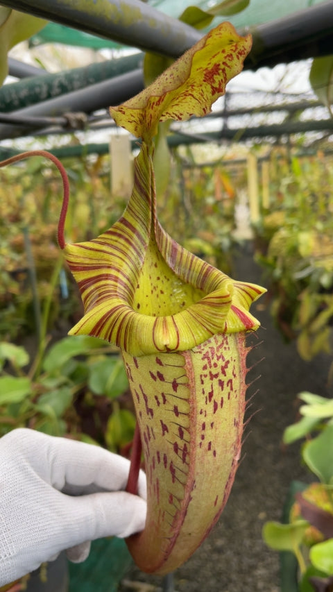 N. veitchii x platychila – selected clones: BE-3213 *Pre-Order*