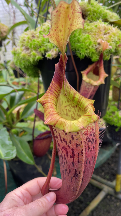 N. veitchii x platychila – selected clones: BE-3213 *Pre-Order*