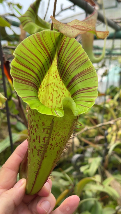 N. veitchii x platychila – selected clones: BE-3213 *Pre-Order*