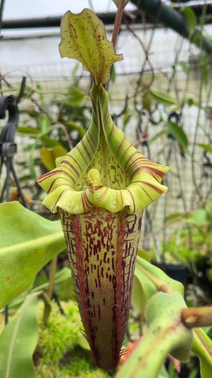 N. veitchii x platychila – selected clones: BE-3213 *Pre-Order*