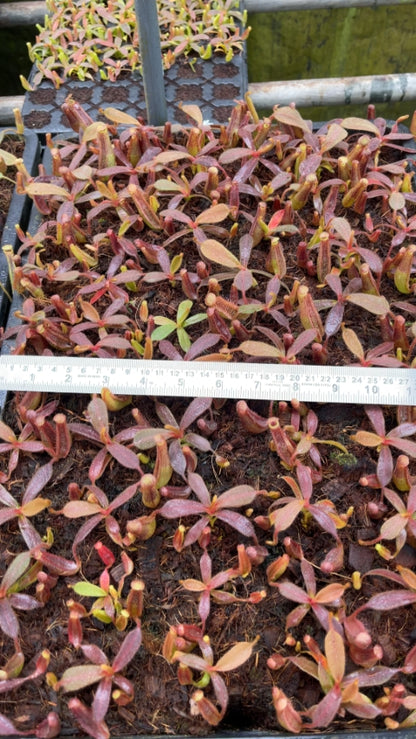 N. veitchii x platychila – selected clones: BE-3213 *Pre-Order*