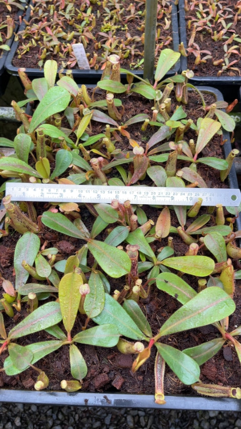 N. veitchii x platychila – selected clones: BE-3213 *Pre-Order*
