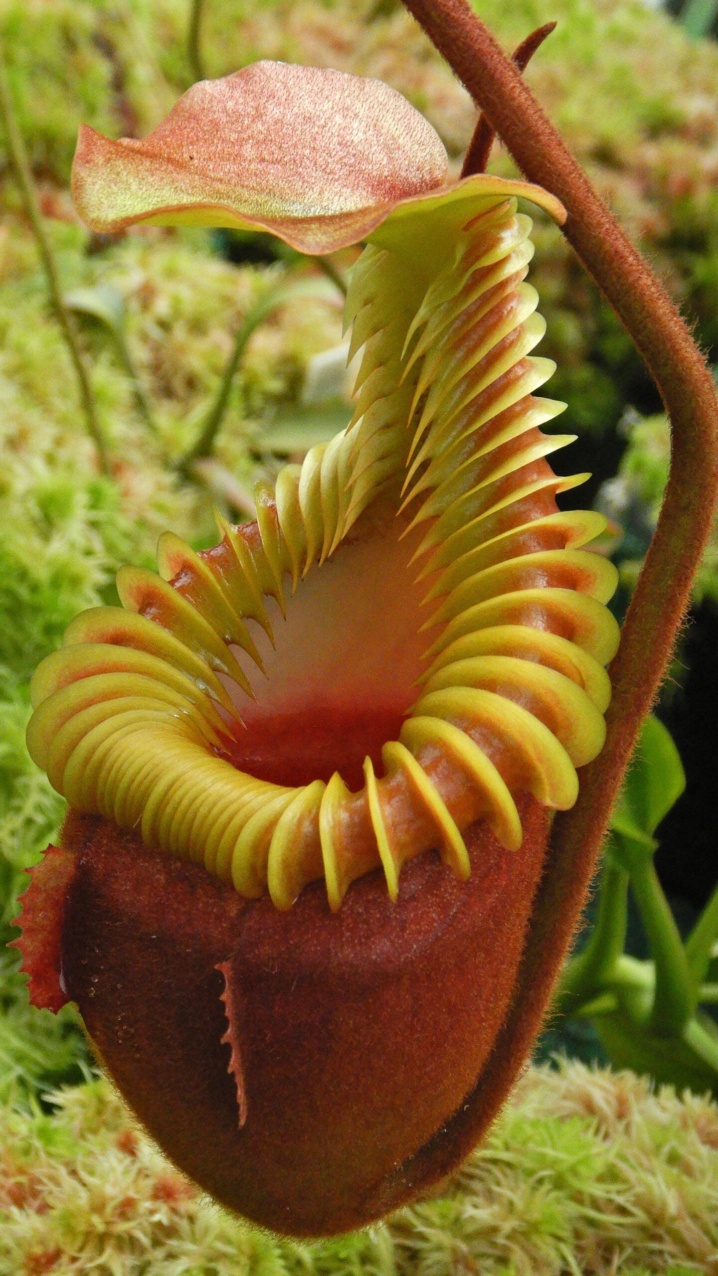 N. villosa – best selected clone: BE-3225