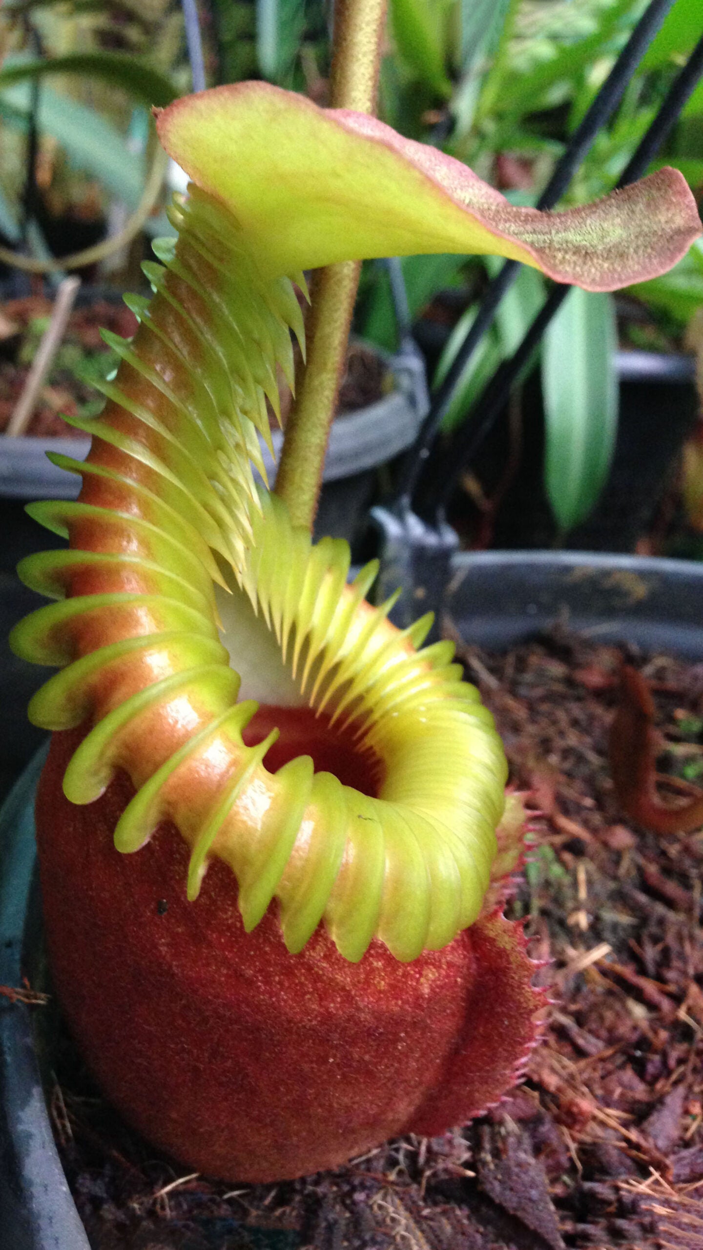 N. villosa – best selected clone: BE-3225