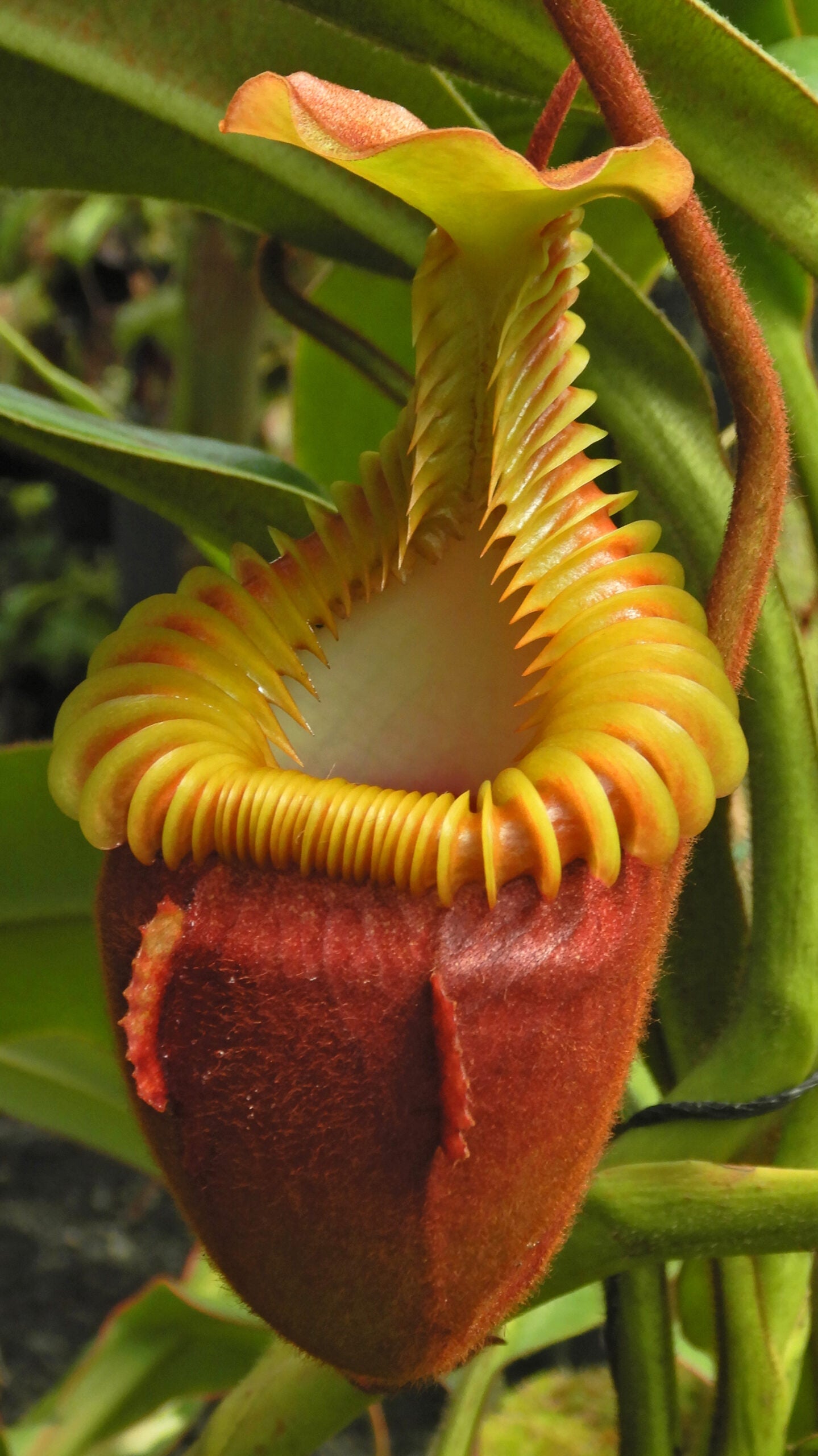 N. villosa – best selected clone: BE-3225