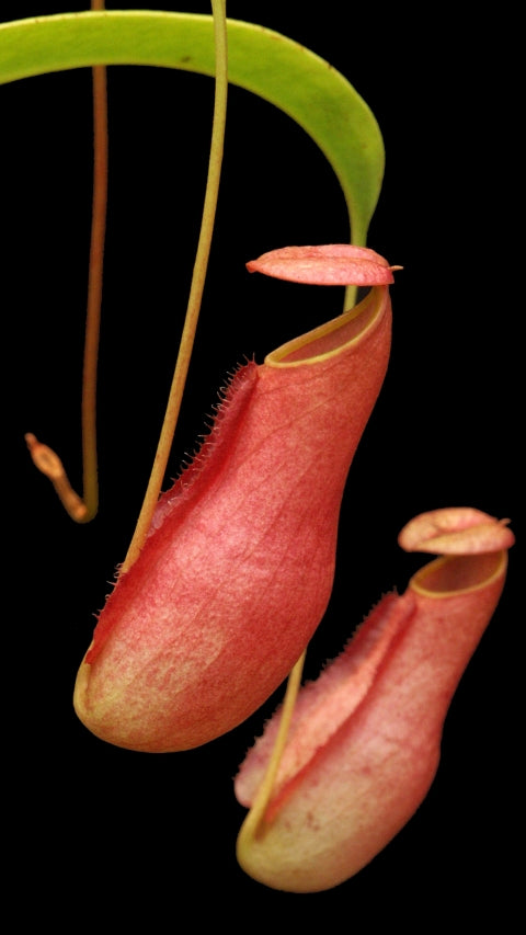 N. madagascariensis - assorted clones: BE-3247