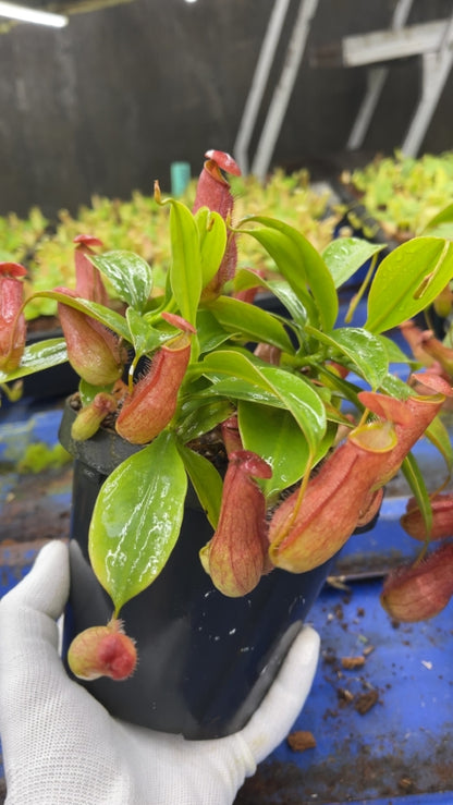 N. madagascariensis - assorted clones: BE-3247 *Pre-Order*