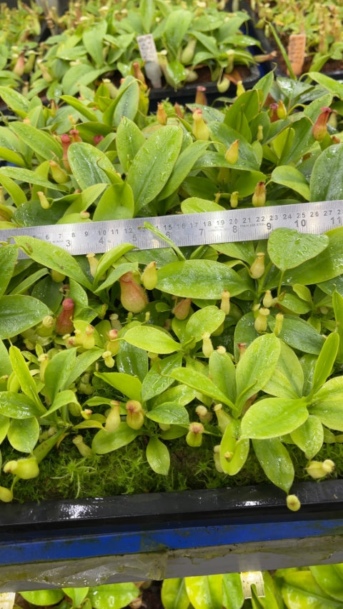 N. madagascariensis - assorted clones: BE-3247 *Pre-Order*