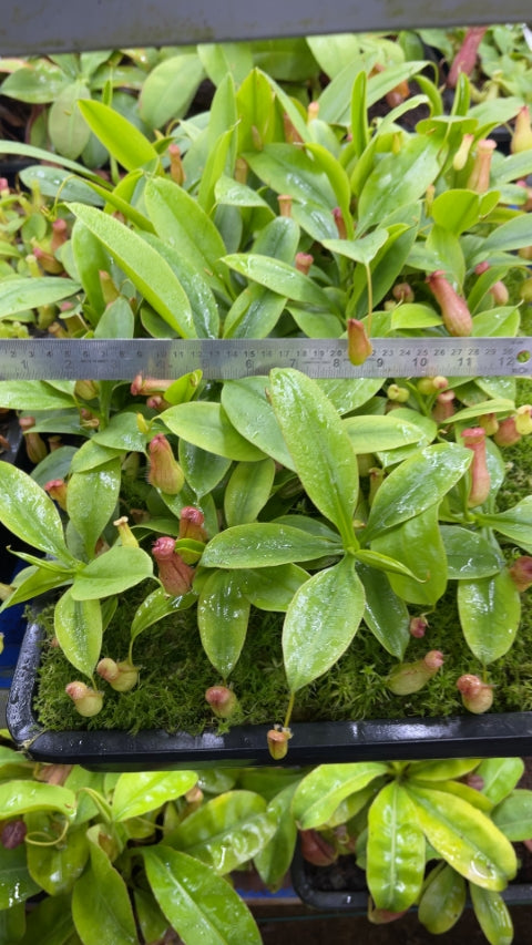 N. madagascariensis - assorted clones: BE-3247 *Pre-Order*