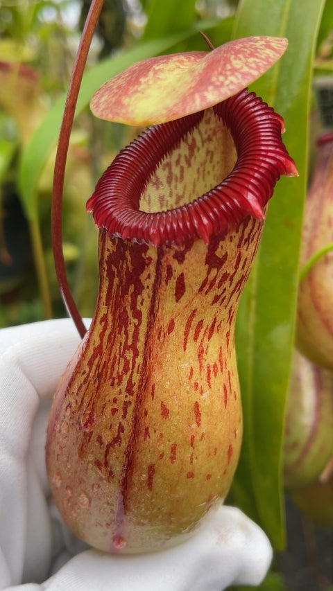 N. ventricosa - Madja-as - selected clone: BE-3278