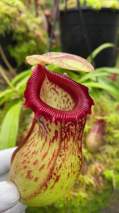 N. ventricosa - Madja-as - selected clone: BE-3278 *Pre-Order*