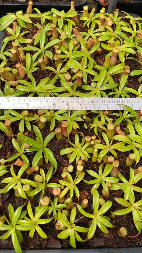 N. ventricosa - Madja-as - selected clone: BE-3278 *Pre-Order*
