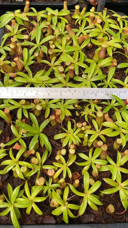 N. ventricosa - Madja-as - selected clone: BE-3278 *Pre-Order*