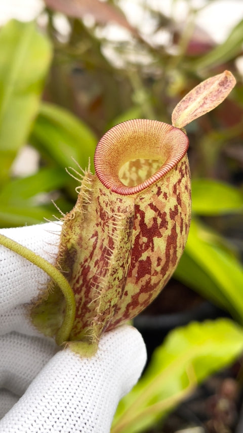 N. ampullaria -'Bronze Nabire’ - selected clone: BE-3304 *Pre-Order*