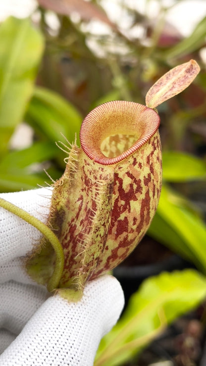 N. ampullaria -'Bronze Nabire’ - selected clone: BE-3304 *Pre-Order*
