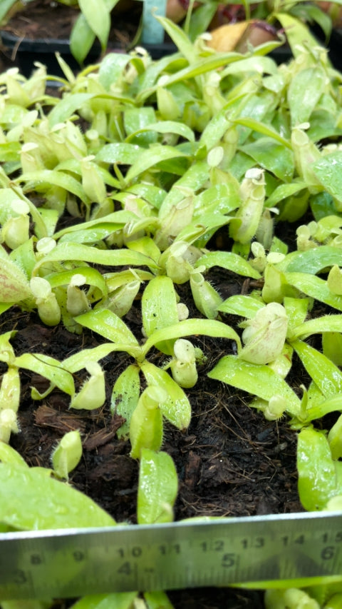 N. ampullaria -'Bronze Nabire’ - selected clone: BE-3304 *Pre-Order*