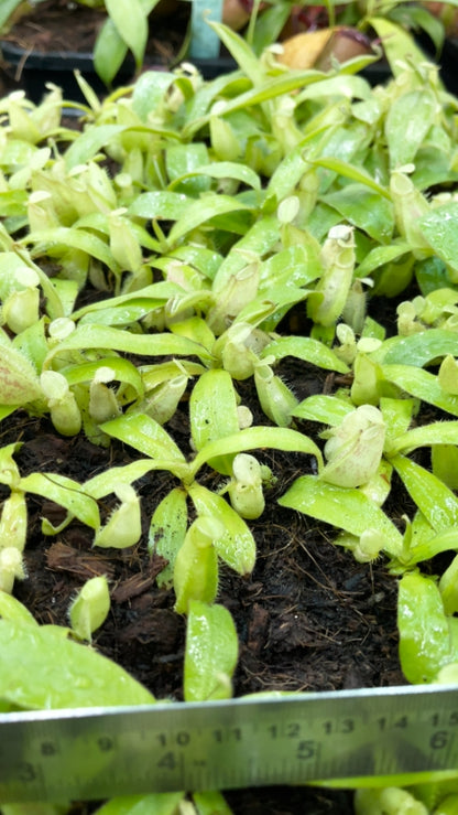 N. ampullaria -'Bronze Nabire’ - selected clone: BE-3304 *Pre-Order*