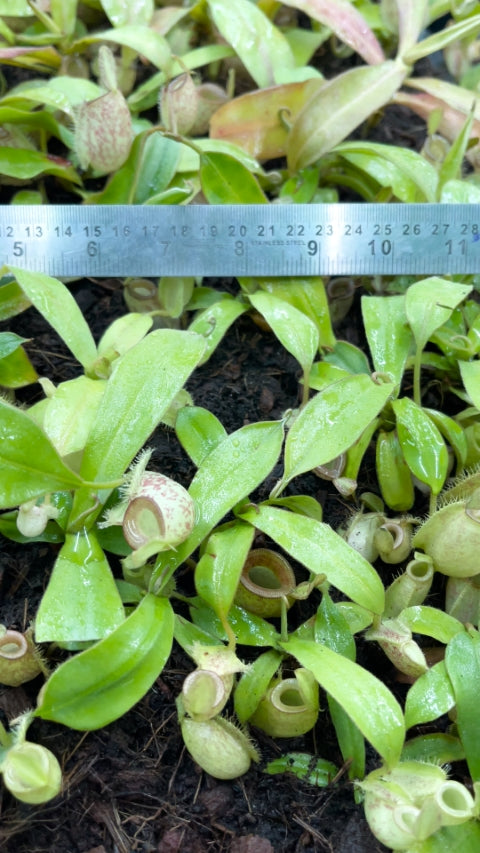 N. ampullaria -'Bronze Nabire’ - selected clone: BE-3304 *Pre-Order*