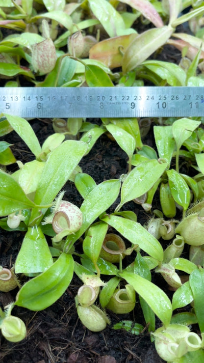 N. ampullaria -'Bronze Nabire’ - selected clone: BE-3304 *Pre-Order*