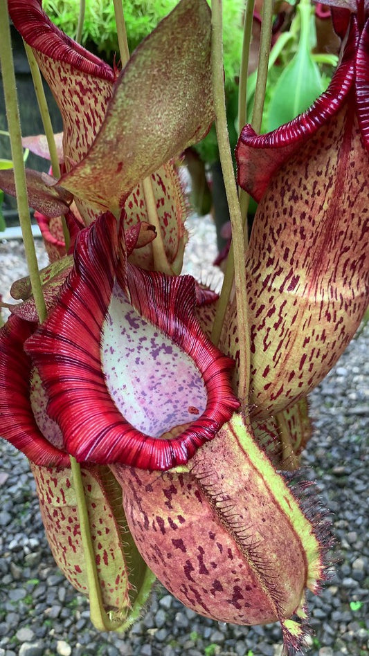 N. spathulata x spectabilis – assorted clones: BE-3314