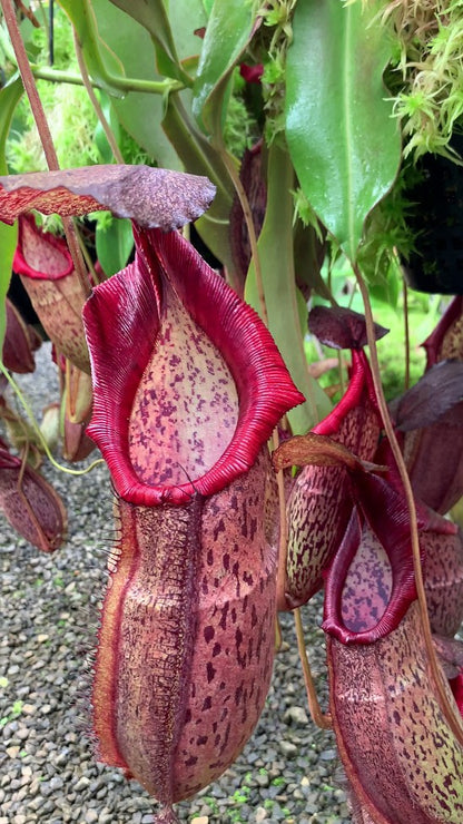 N. spathulata x spectabilis – assorted clones: BE-3314 *Pre-Order*