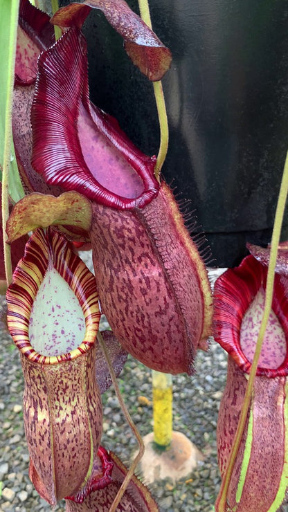 N. spathulata x spectabilis – assorted clones: BE-3314 *Pre-Order*