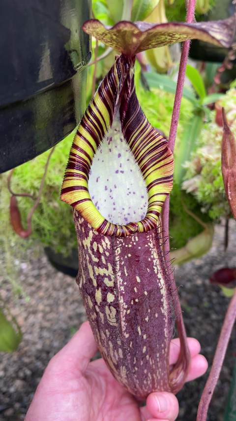 N. spectabilis – Gng. Perkinson: BE-3322
