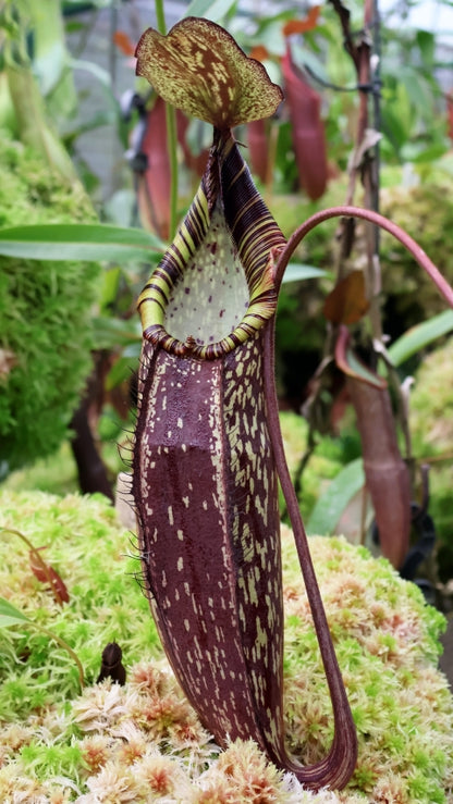 N. spectabilis – Gng. Perkinson: BE-3322 *Pre-Order*