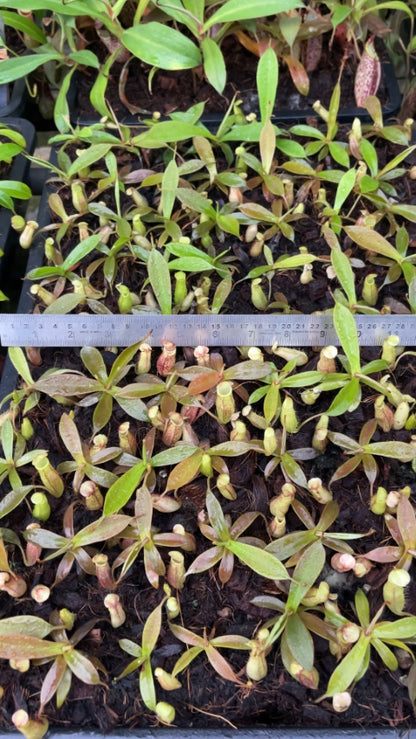 N. spectabilis – Gng. Perkinson: BE-3322 *Pre-Order*