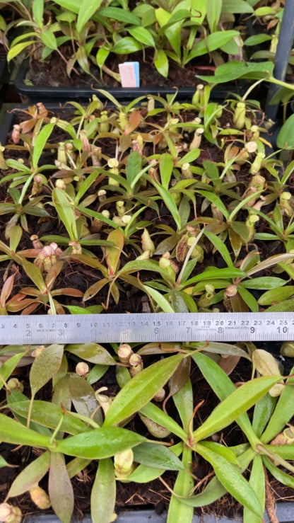 N. spectabilis – Gng. Perkinson: BE-3322 *Pre-Order*