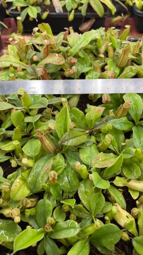 N. tomoriana - assorted clones: BE-3344 *Pre-Order*