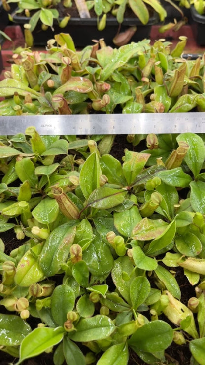 N. tomoriana - assorted clones: BE-3344 *Pre-Order*