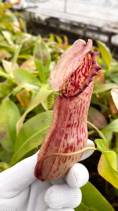 N. northiana – best selected clone: BE-3357 *Pre-Order*