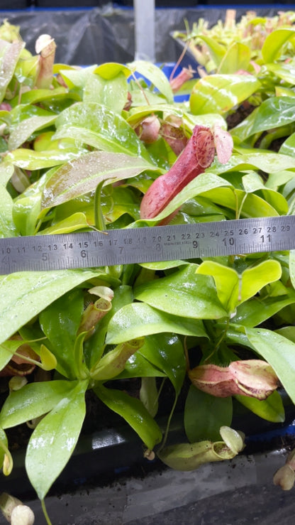 N. northiana – best selected clone: BE-3357 *Pre-Order*