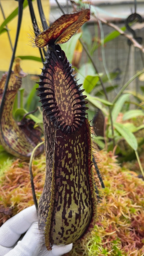 N. hamata - Lumut - best selected clone: BE-3380