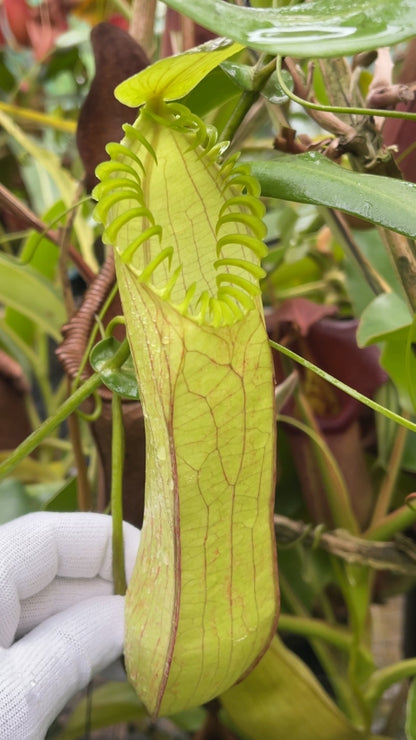 N. hamata - Lumut - best selected clone: BE-3380