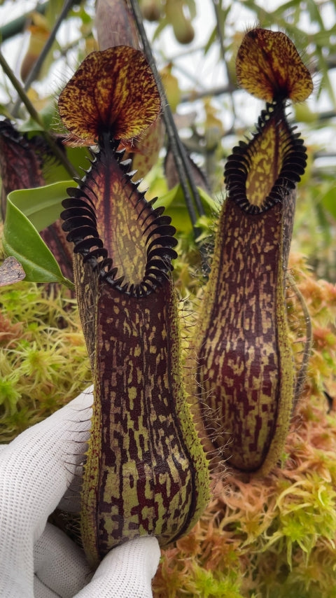 N. hamata - Lumut - best selected clone: BE-3380