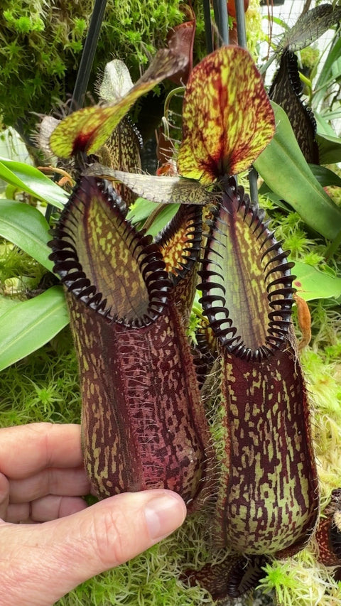 N. hamata - Lumut - best selected clone: BE-3380