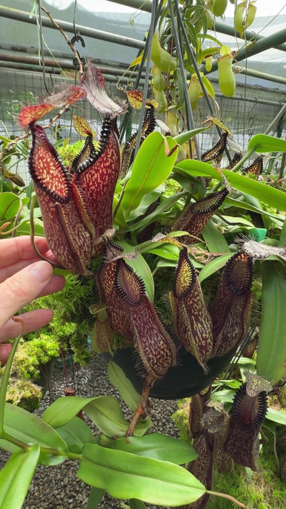 N. hamata - Lumut - best selected clone: BE-3380